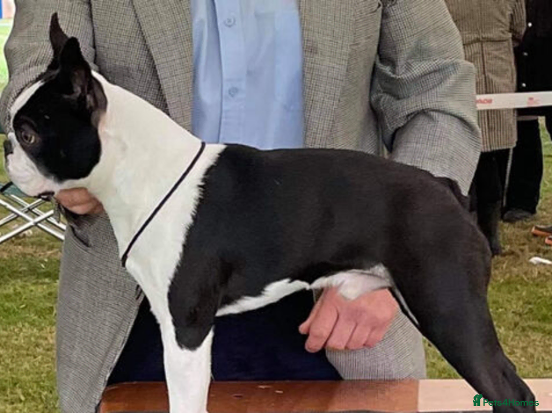 Boston Terrier dogs for sale: Boston Terrier puppy for sale.  - Advert 6