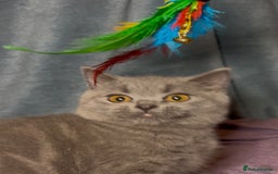 British Shorthair cats for sale: Blue & Fawn Boys & Girls - Image 23