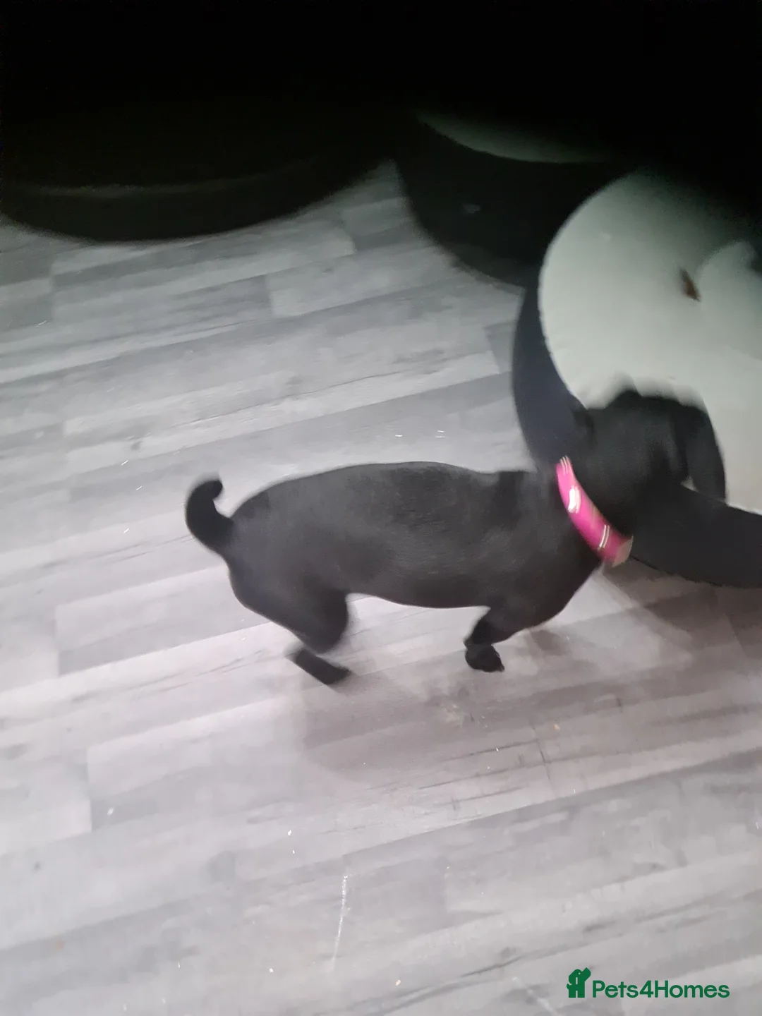 Patterdale Terrier dogs for sale: Beautiful chocolate Paterdale Terrier 4 months old in Stevenage - Advert 6
