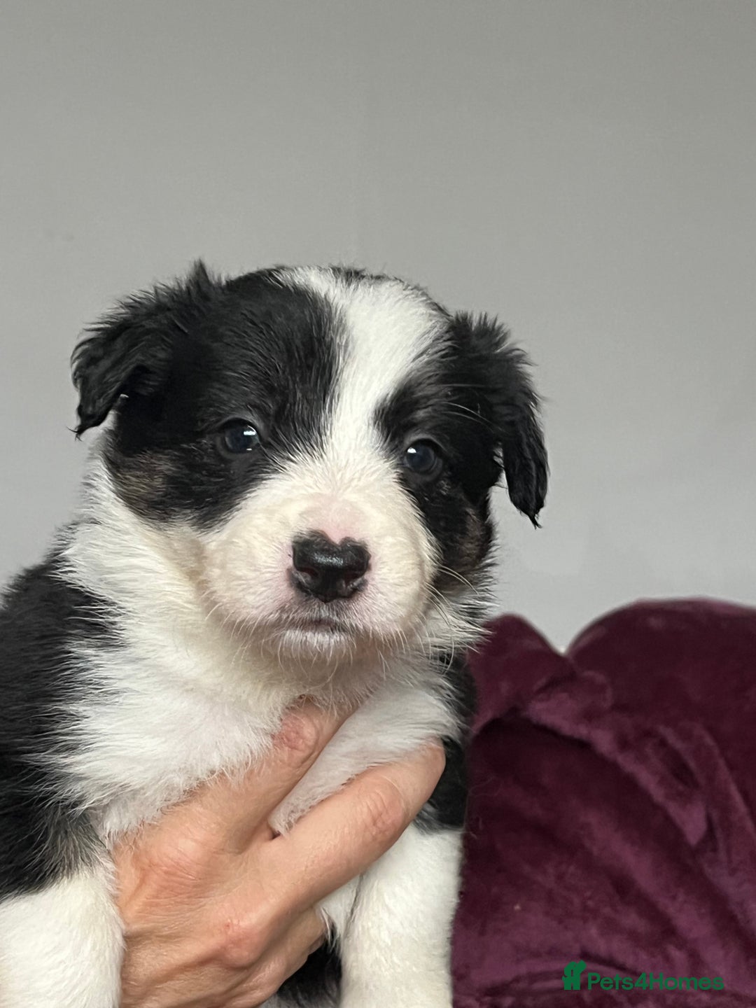 Border Collie dogs for sale: Beautiful Border Collie Puppies - Image 3