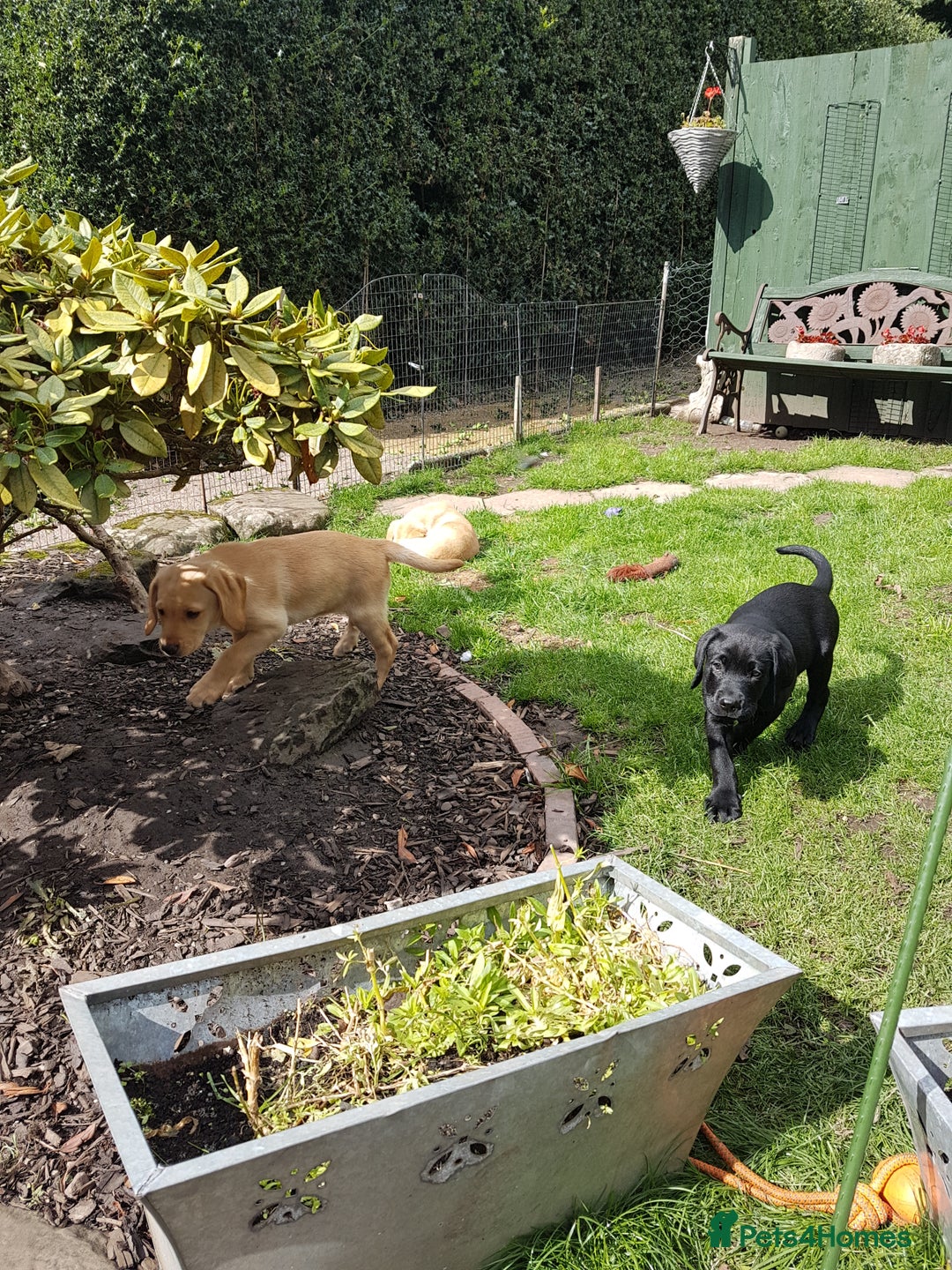 Labrador Retriever dogs for sale: KC Registered Labrador puppies  - Image 38