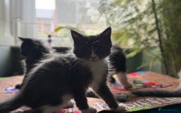 Maine Coon cats for sale: TICA registered large MaineCoon polydactyl kittens - Image 5