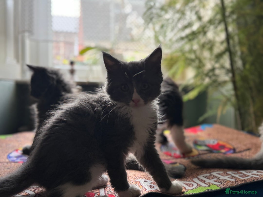 Maine Coon cats for sale: TICA registered large MaineCoon polydactyl kittens - Image 5