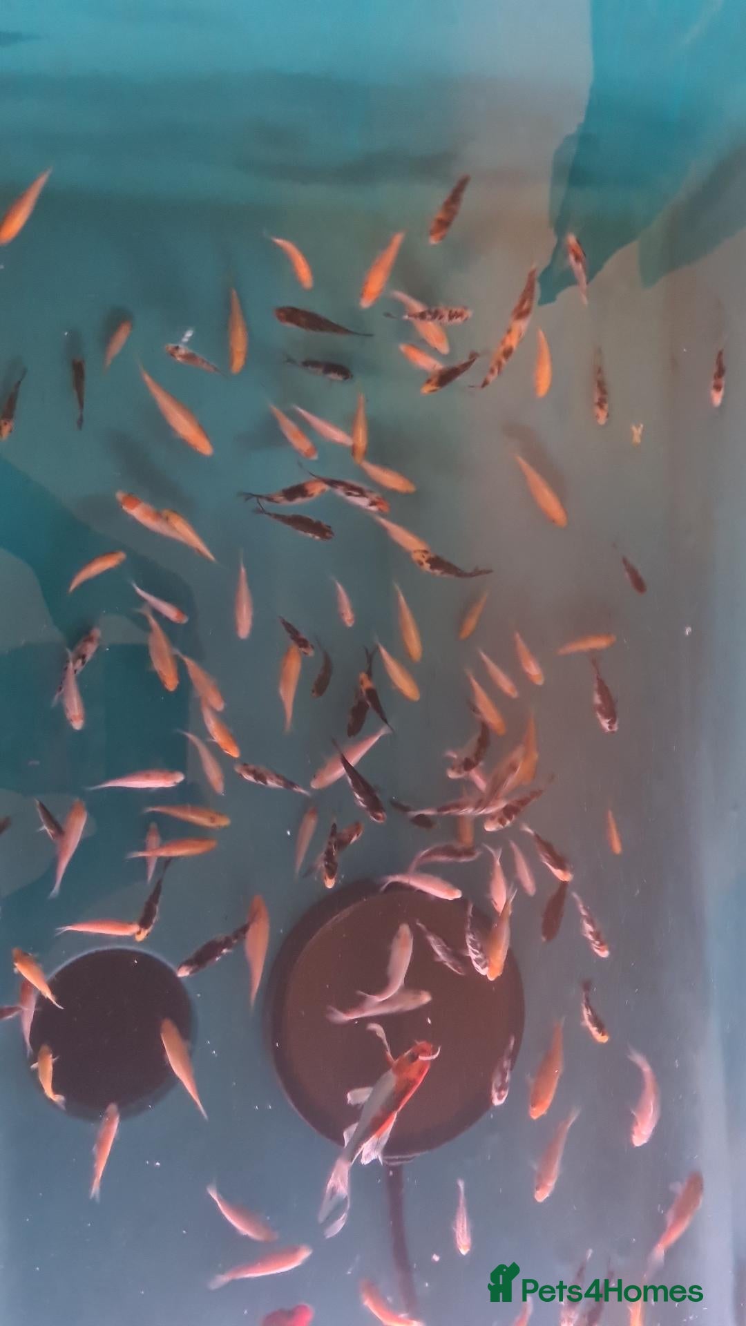 Koi Carp fish Koi fry 1-6 inch - Advert 16