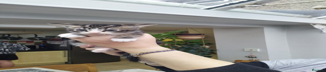 Domestic Shorthair Kitten 2