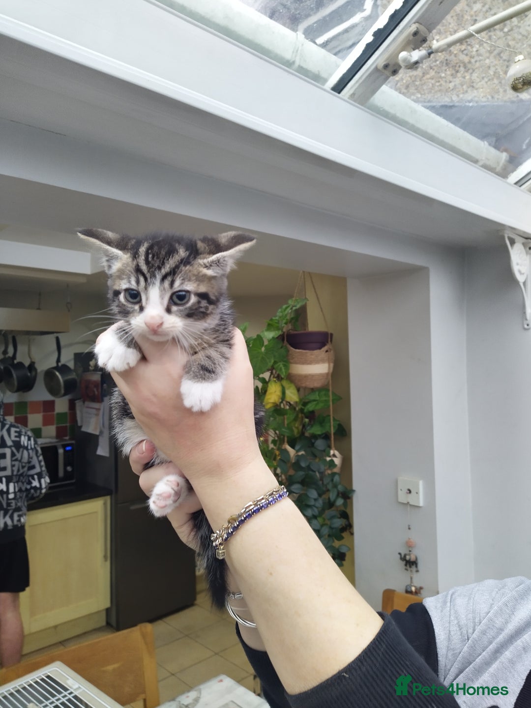 Domestic Shorthair cats for sale: Peanuts babies  - Image 3