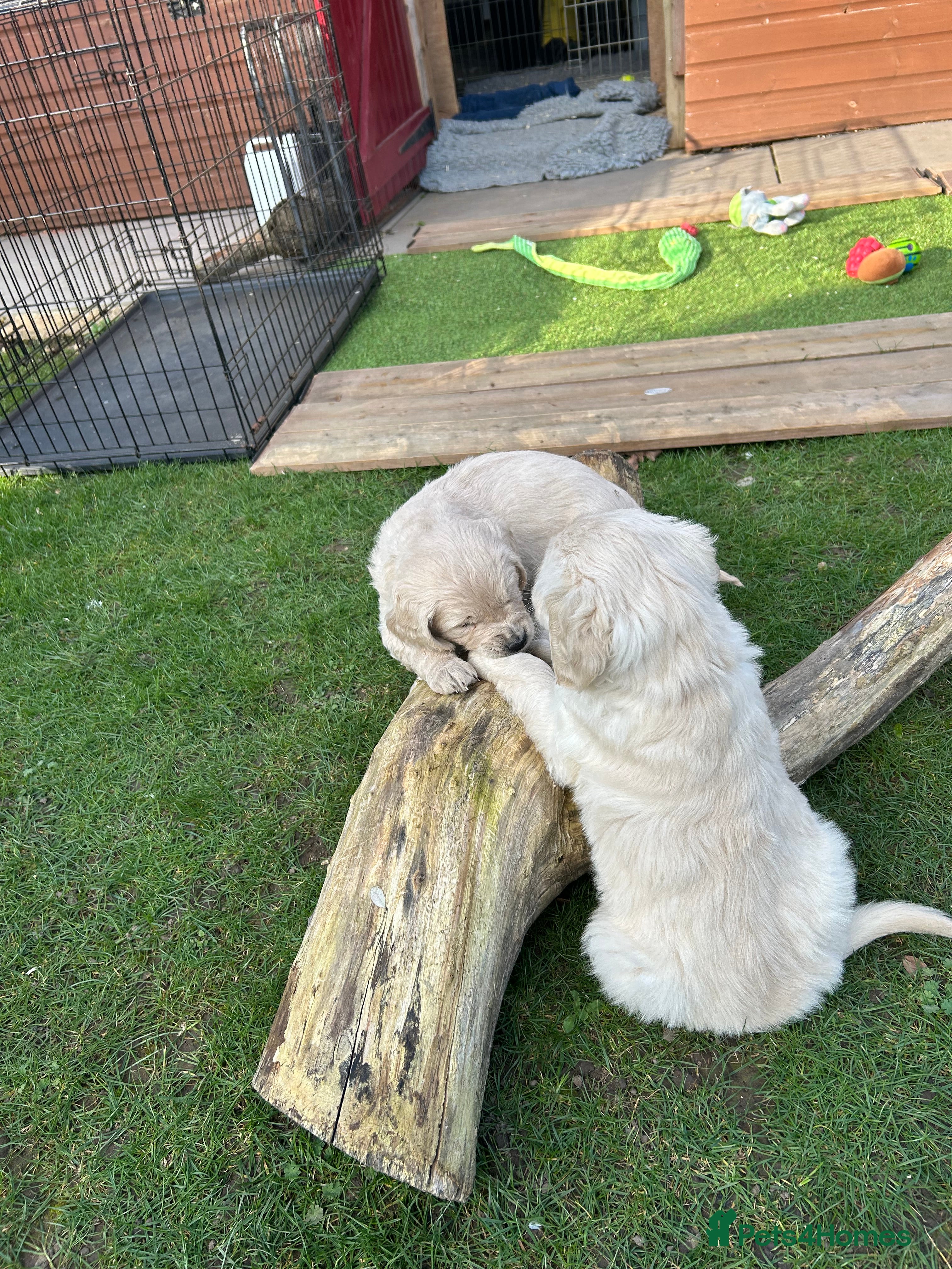 Goldendoodle dogs Gorgeous Golden Doodle Puppies  - Advert 2