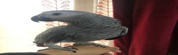 Parrots birds for sale: Super silly Congo baby African grey set up  - Advert 7