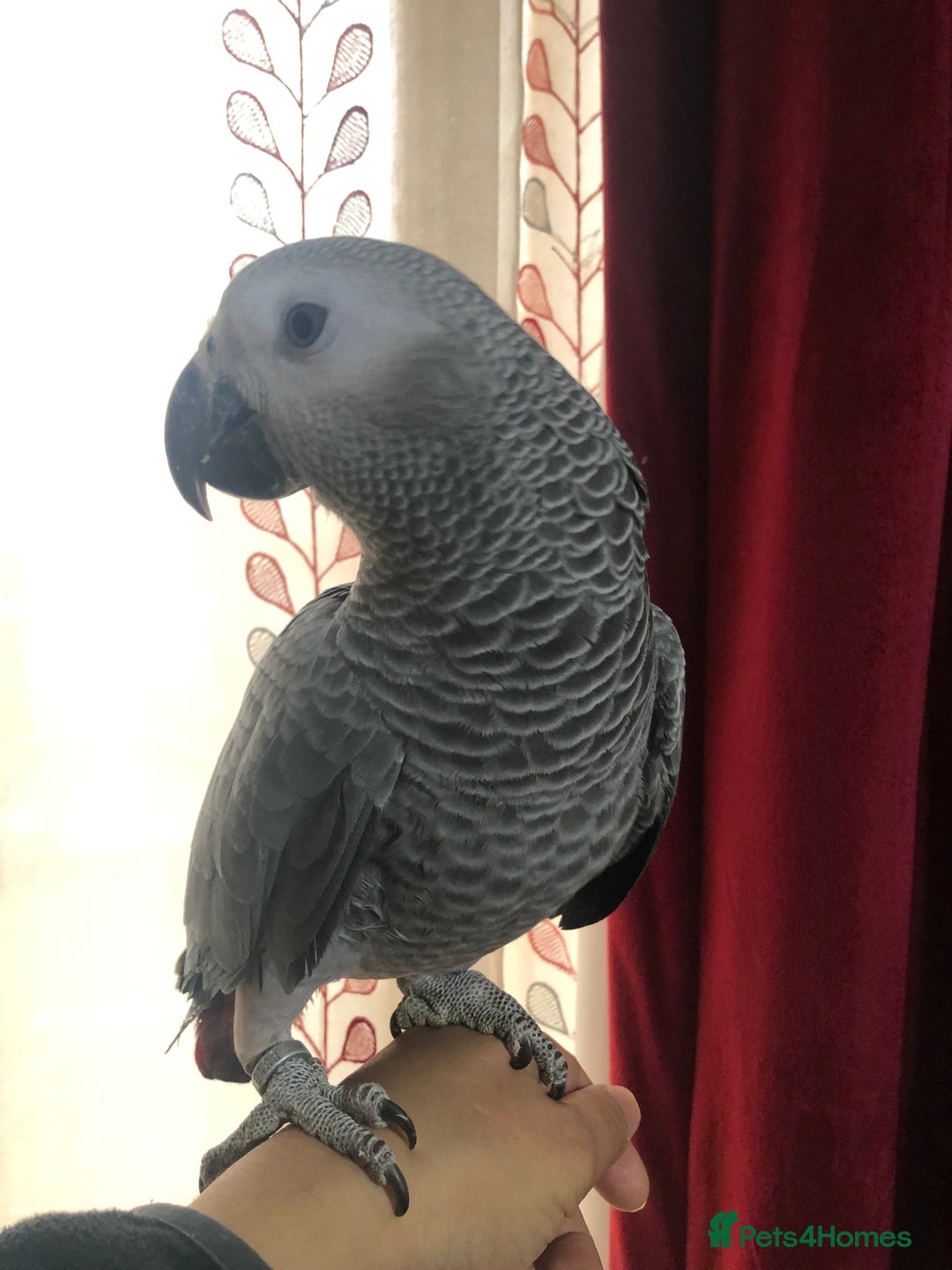 Parrots birds for sale: Super silly Congo baby African grey set up  - Advert 7