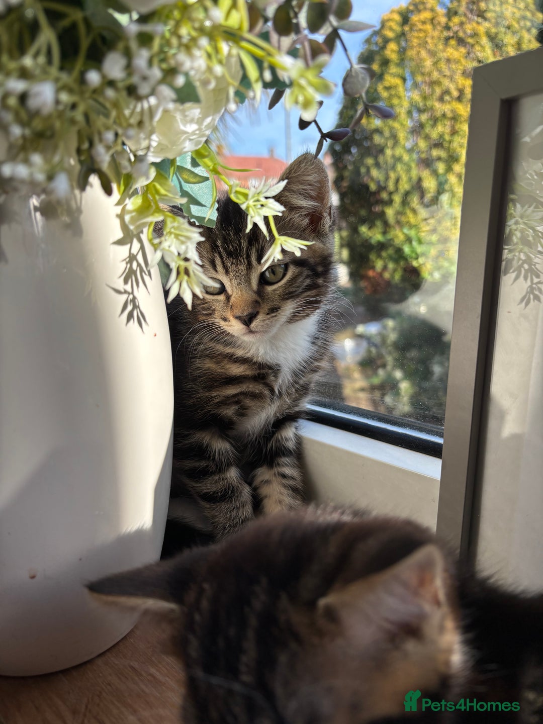 British Shorthair cats for sale: 2 male kittens  - Image 8
