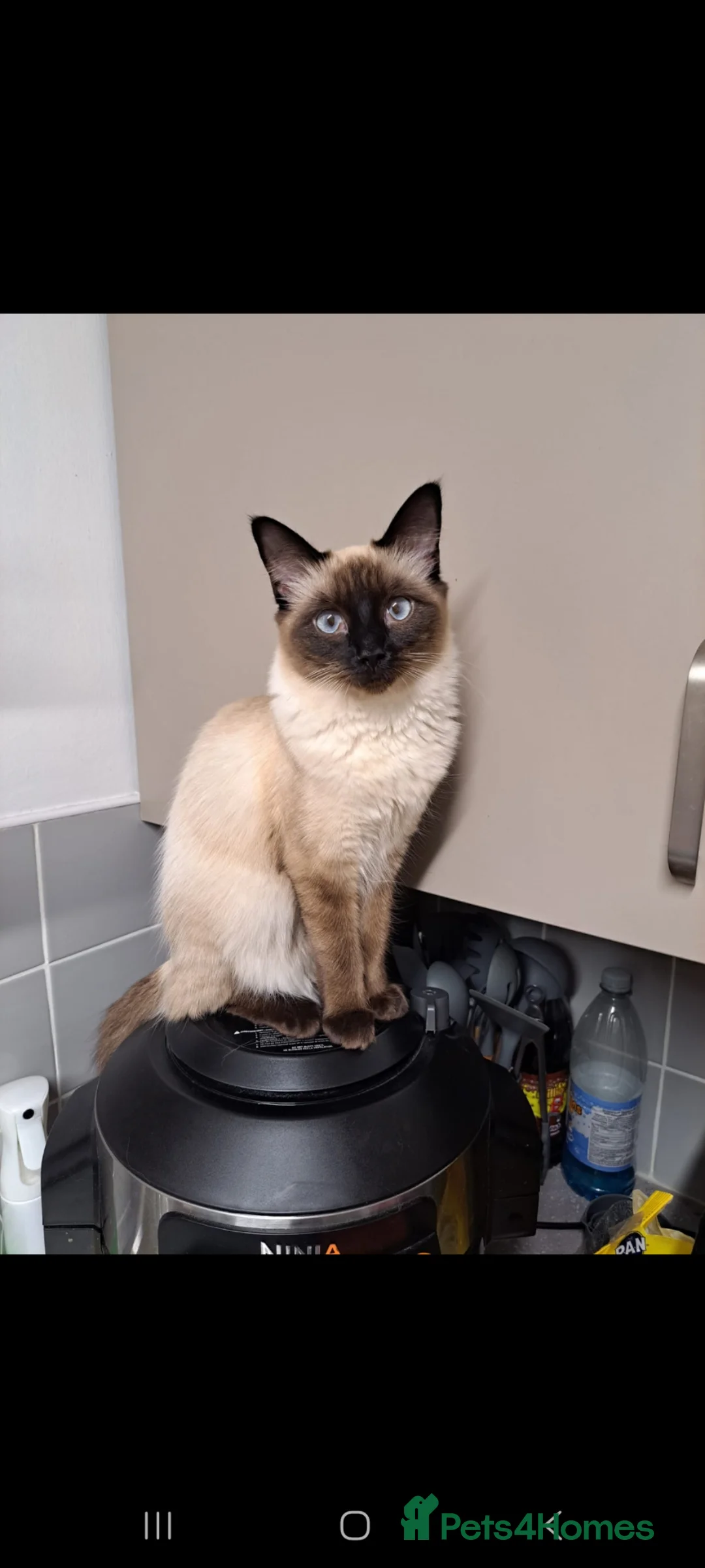 Ragdoll cats for sale: Ragdoll kittens - Vaccinations and Microchip  - Advert 2