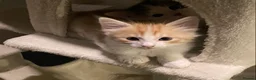 Ragdoll cats for sale: Adorable, Affectionate Part Ragdoll Kittens - Advert 15