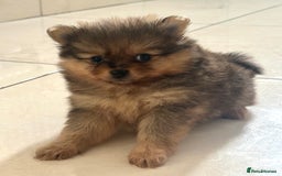Pomeranian dogs for sale: Pomeranian female puppy  - Image 7