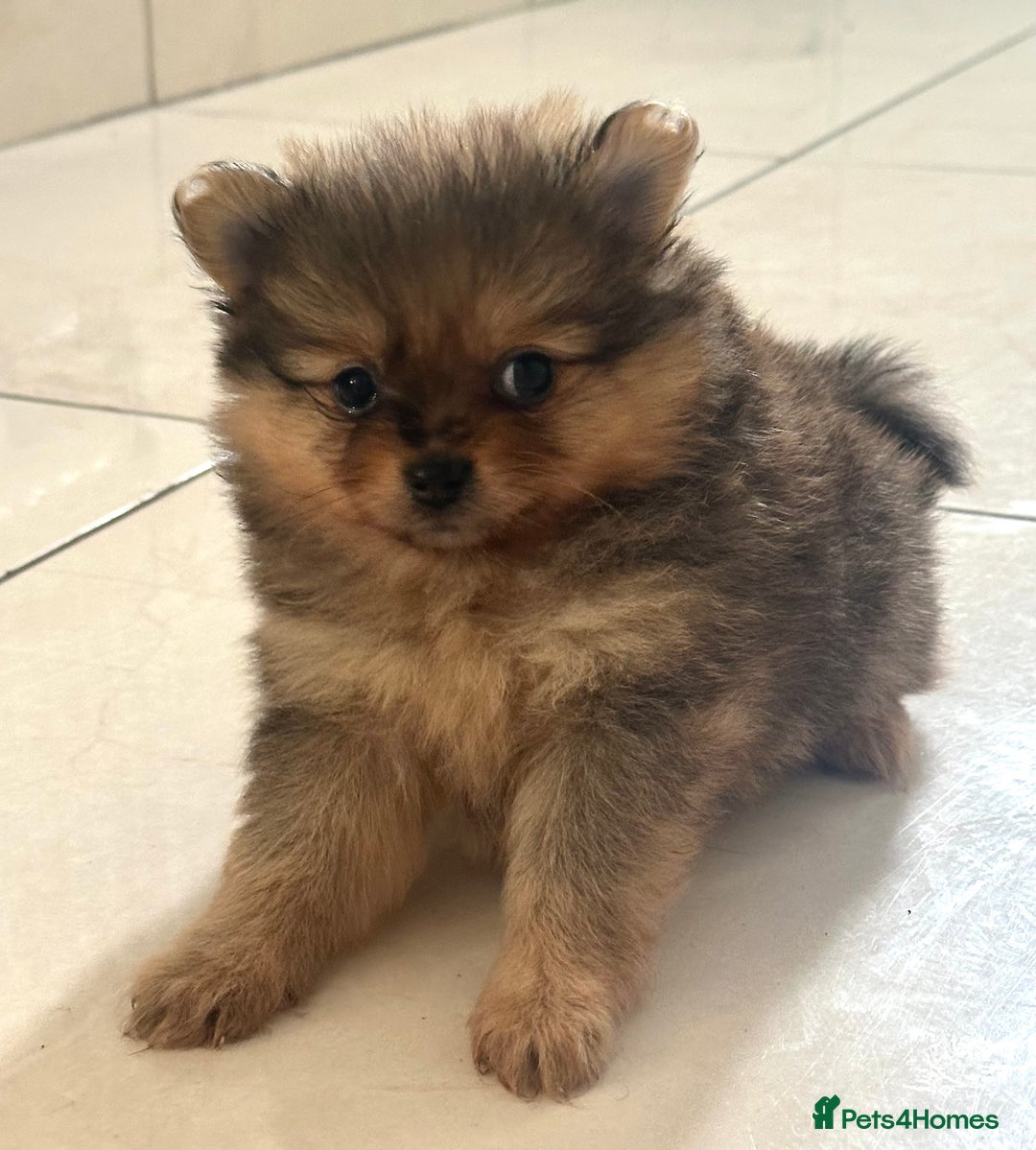 Pomeranian dogs for sale: Pomeranian female puppy  - Image 7