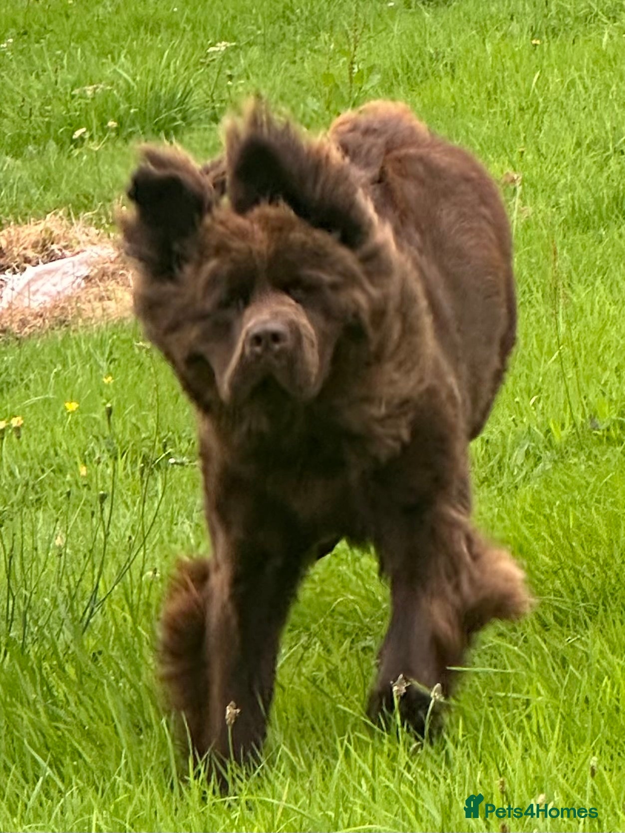 Newfoundland dogs for sale: Expected Newfoundland Pups Register Your Interest - Advert 6