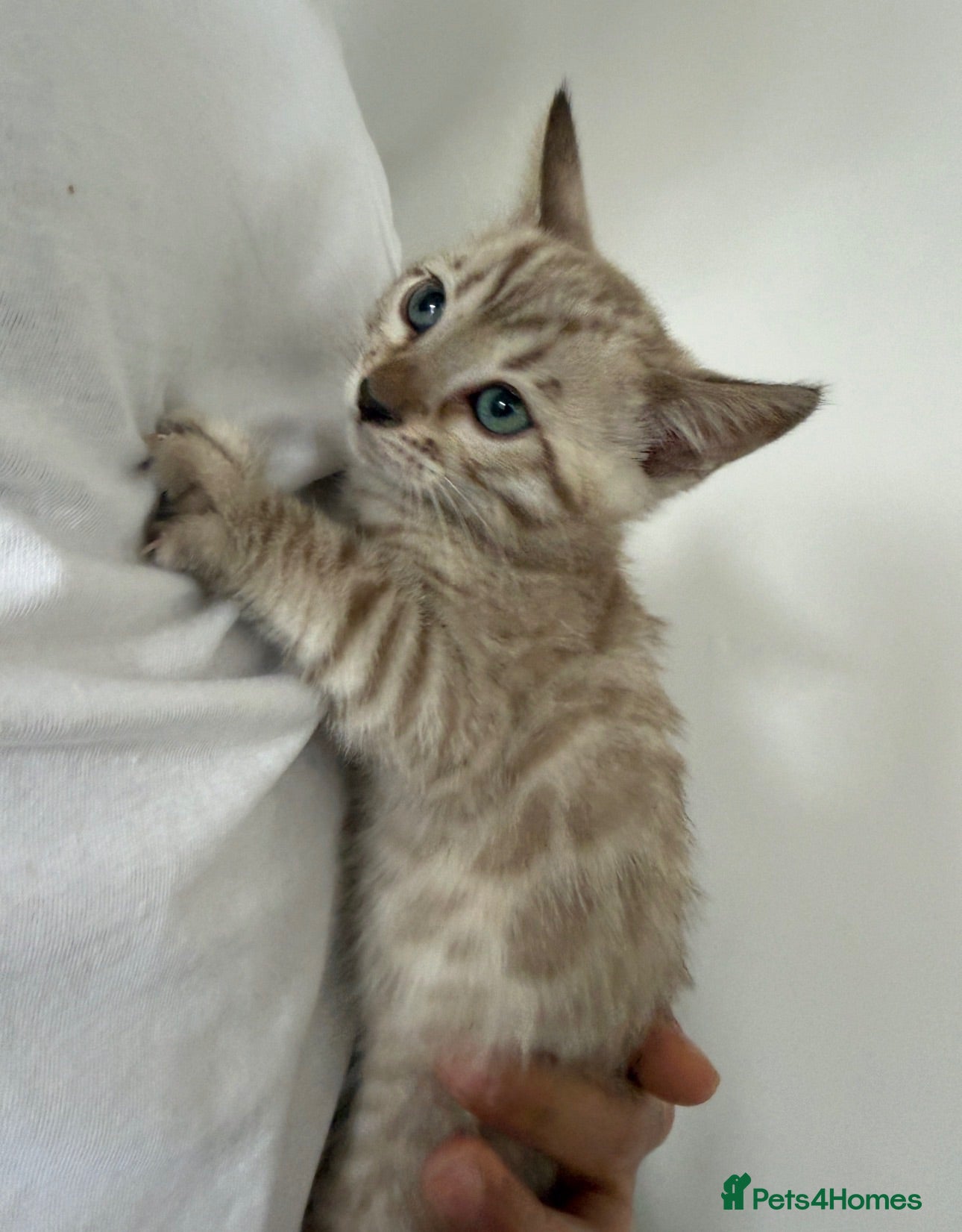 Bengal cats Beautiful Bengal Female Kittens – TICA Mum - Advert 2