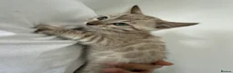 Bengal cats for sale: Beautiful Bengal Female Kittens – TICA Mum - Advert 2