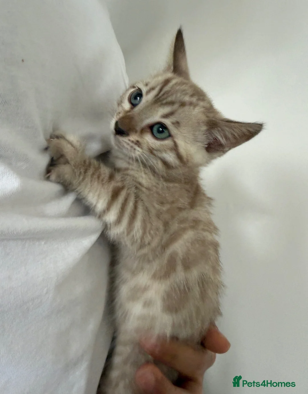 Bengal cats for sale: Beautiful Bengal Female Kittens – TICA Mum - Advert 2