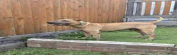 Mixed Breed dogs for adoption: 🚨URGENT🚨PLEASE SAVE SOL  - Advert 23
