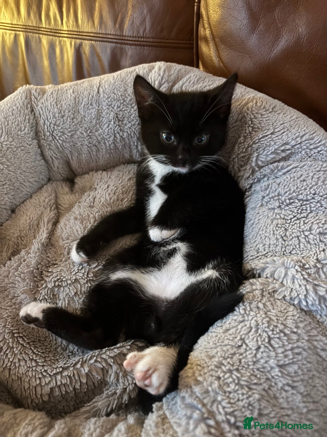 Mixed Breed cats for sale: Kitten: full of fun black & white male kitten - Image 9