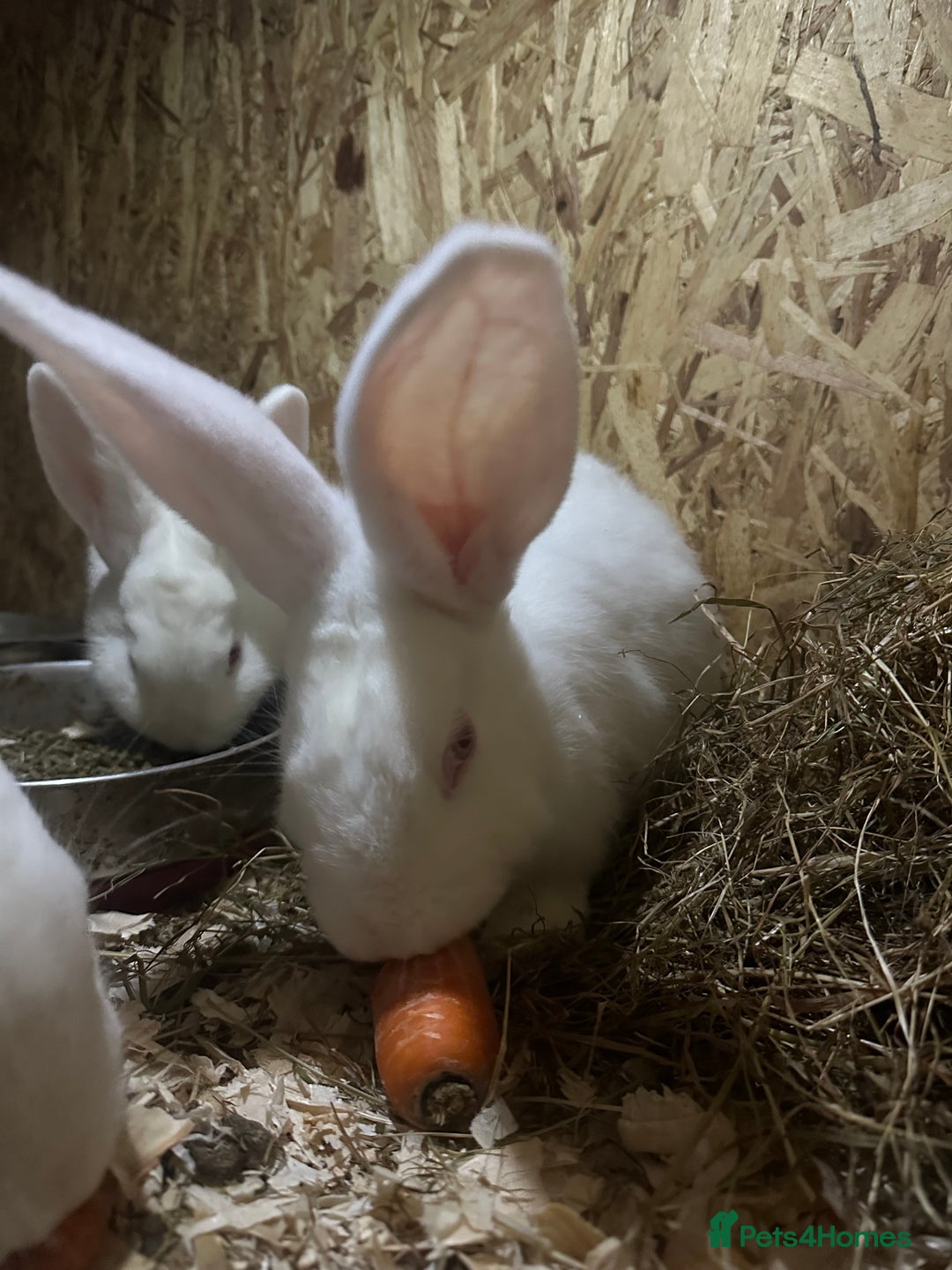 Continental Giant rabbits for sale: One white Continental giant - Advert 3