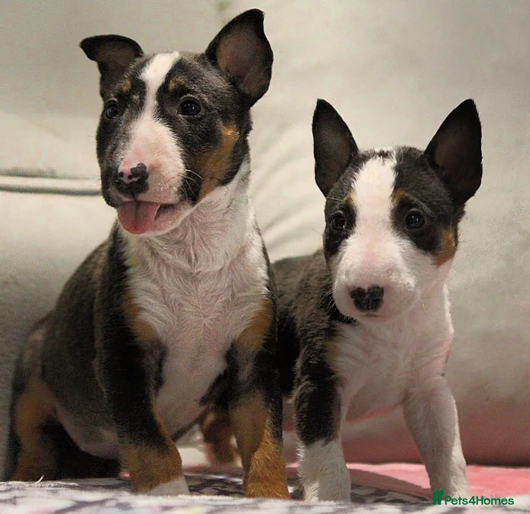English Bull Terrier dogs for stud: FULL HEATH CHECKED QUALITY STUD 🥇 in Newport Pagnell - Advert 16