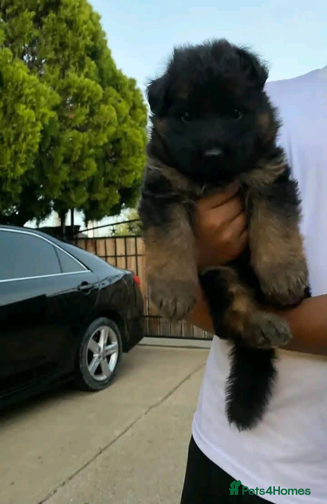 German Shepherd dogs for sale: 🐾 Beautiful German Shepherd Puppies! 🐾 - Image 3