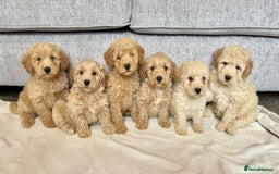 Coton De Tulear dogs for sale: Coton noodles puppies ready now  - Image 1