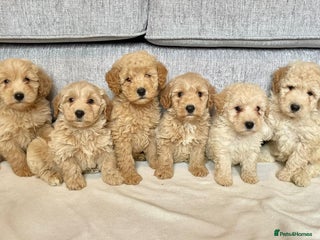 Coton De Tulear dogs - Advert 36