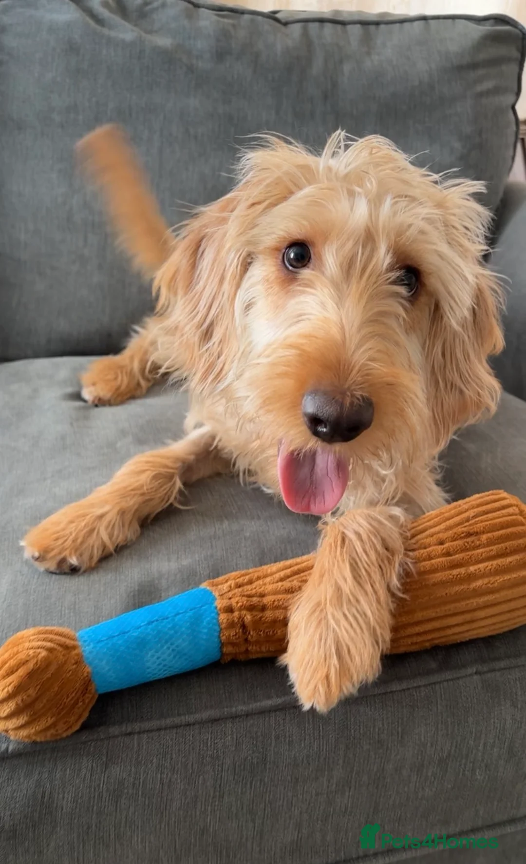 Mixed Breed dogs for sale: Skye - cockapoo/beagle in Manchester - Advert 2