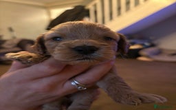 Cockapoo dogs for sale: Stunning litter of cockapoos  - Advert 24