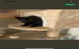Mixed Breed cats for sale: Scottish fold cross for sale  - Image 25