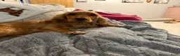 Cocker Spaniel dogs for sale: Stunning Golden Show Cocker Spaniels  - Advert 2