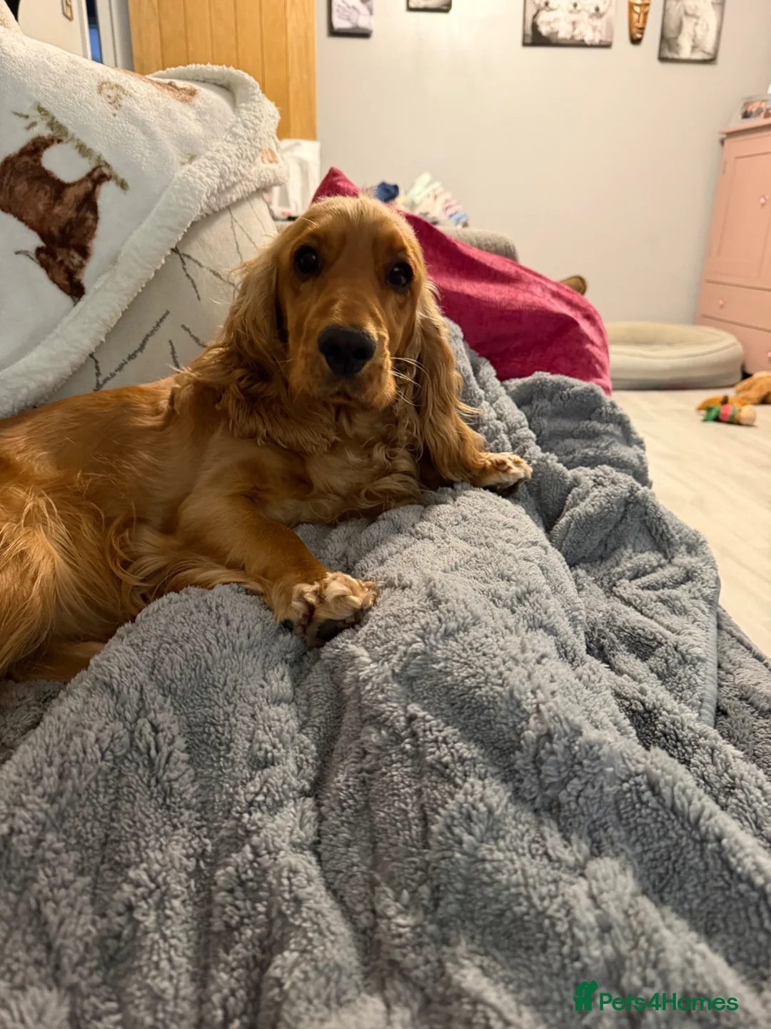 Cocker Spaniel dogs for sale: Stunning Golden Show Cocker Spaniels  - Advert 2