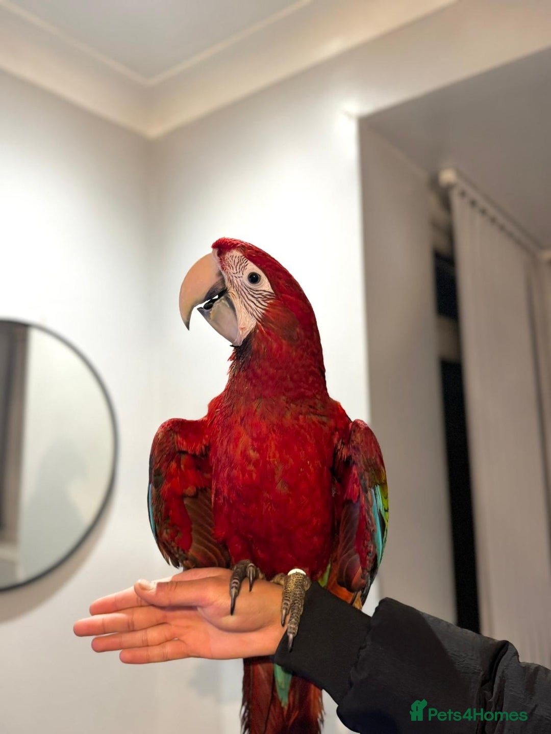 Budgerigars birds for sale: PLAYFUL BABY GREENWING MACAW - Image 3