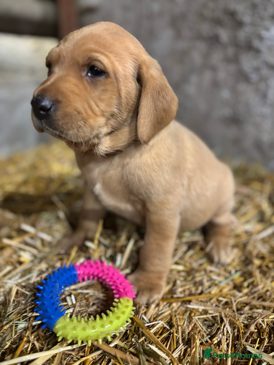 Labrador Retriever dogs for sale: KC Registered Labrador Puppies for Sale - Advert 26