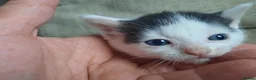 Domestic Shorthair cats for sale: Domestic shorthair  - Advert 4