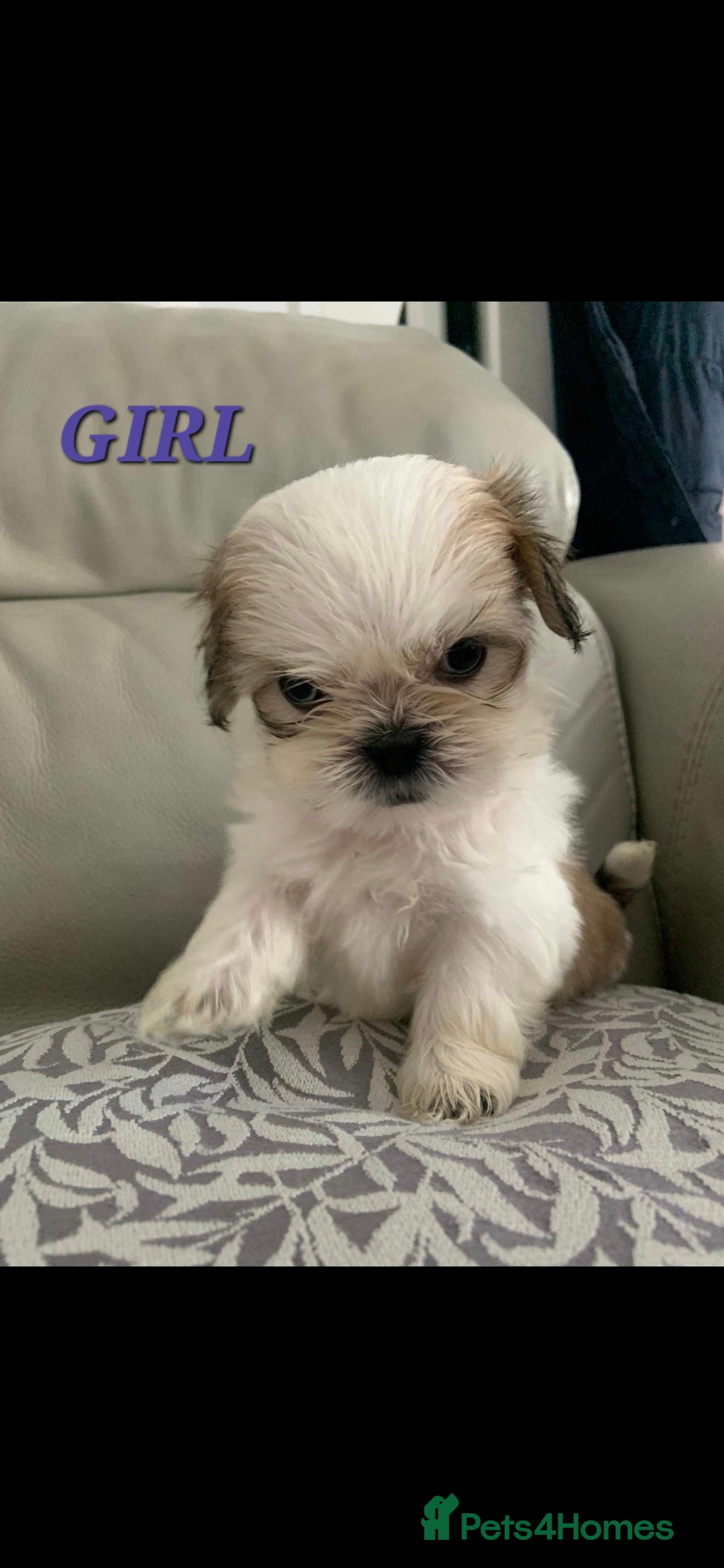 Shih Tzu dogs for sale: READY TO GO NOW Gorgeous Shih tzu puppies - Image 7