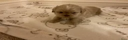 Shih Tzu dogs for sale: 5 beautiful Shih Tzu puppies in Sheffield - Advert 9