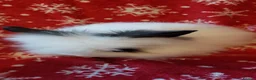 Lionhead rabbits for sale: READY Loinhead babys 1buck 1 doe left - Advert 4