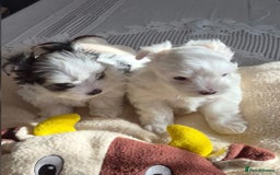 Morkie dogs for sale: Black & White MALE Morkie - Advert 2