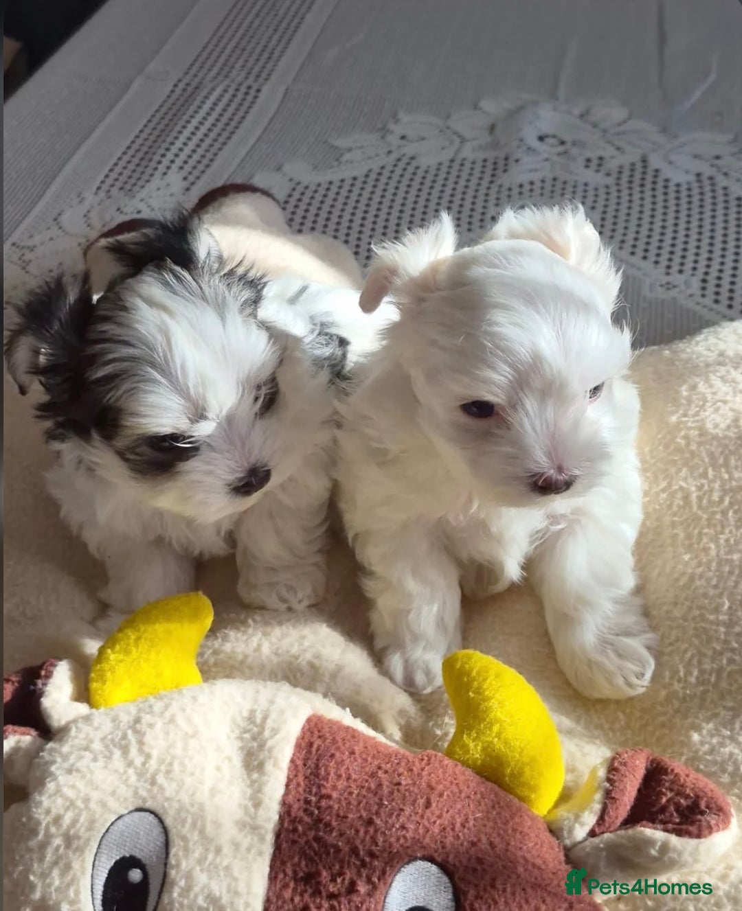 Morkie dogs for sale: Black & White MALE Morkie - Advert 2