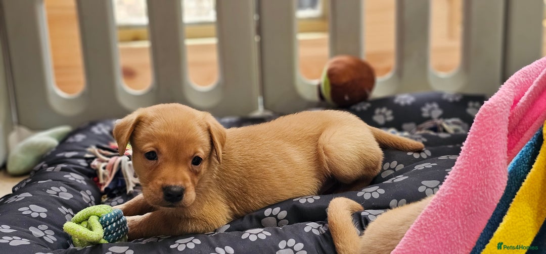 Labrador Retriever dogs for sale: ONLY 1 BEAUTIFUL KC FOX RED GIRL LAB AVAILABLE - Image 18