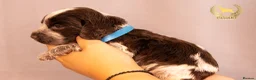 Cocker Spaniel dogs for sale: TRUE SHOW TYPE COCKER SPANIELS - Advert 18