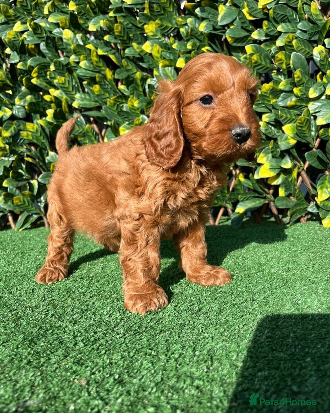 Cavapoo dogs for sale: Health checked Red cavapoo puppies - Image 2