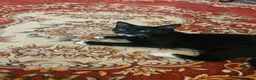 Mixed Breed cats for sale: Female microchiped and nuetud  - Advert 7