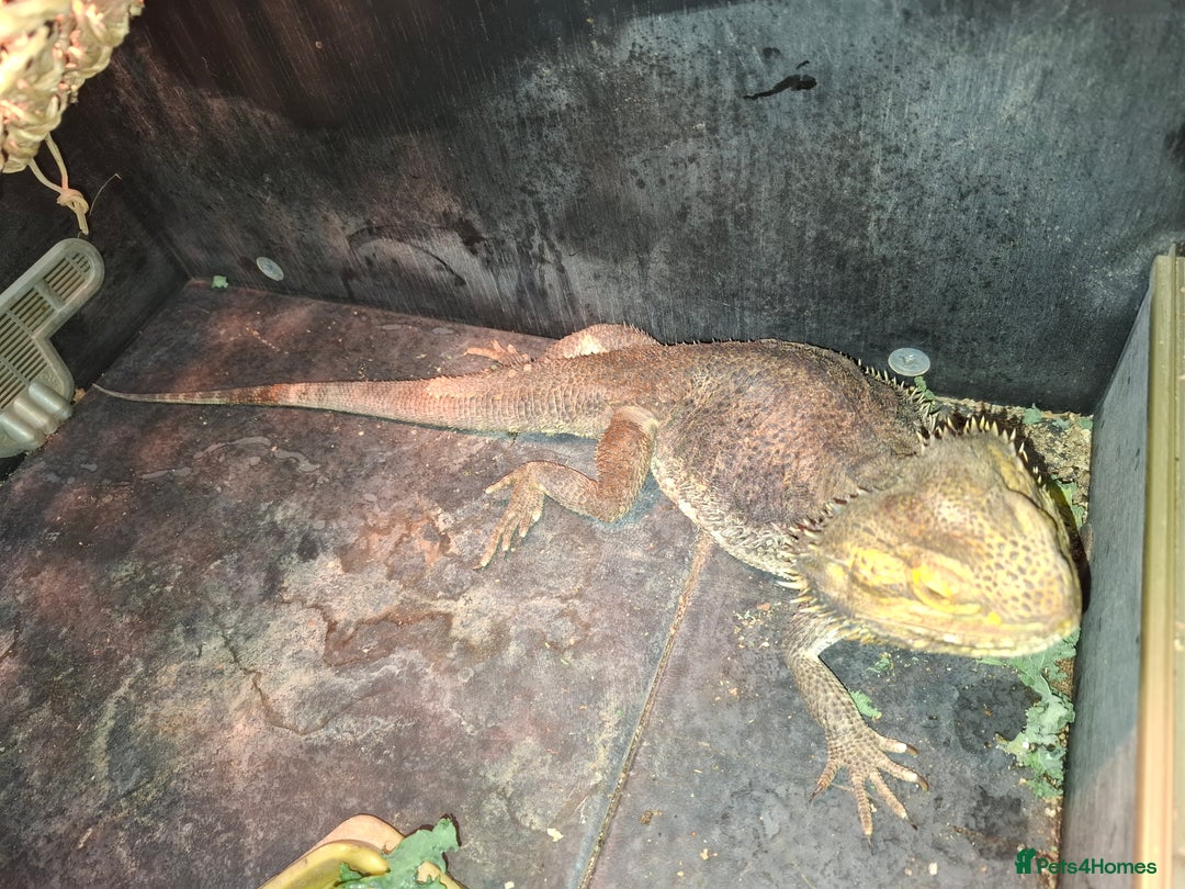 Bearded Dragon reptiles for sale: Bearded Dragon £300 - Advert 4