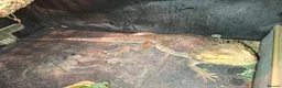 Bearded Dragon reptiles for sale: Bearded Dragon £300 - Advert 4