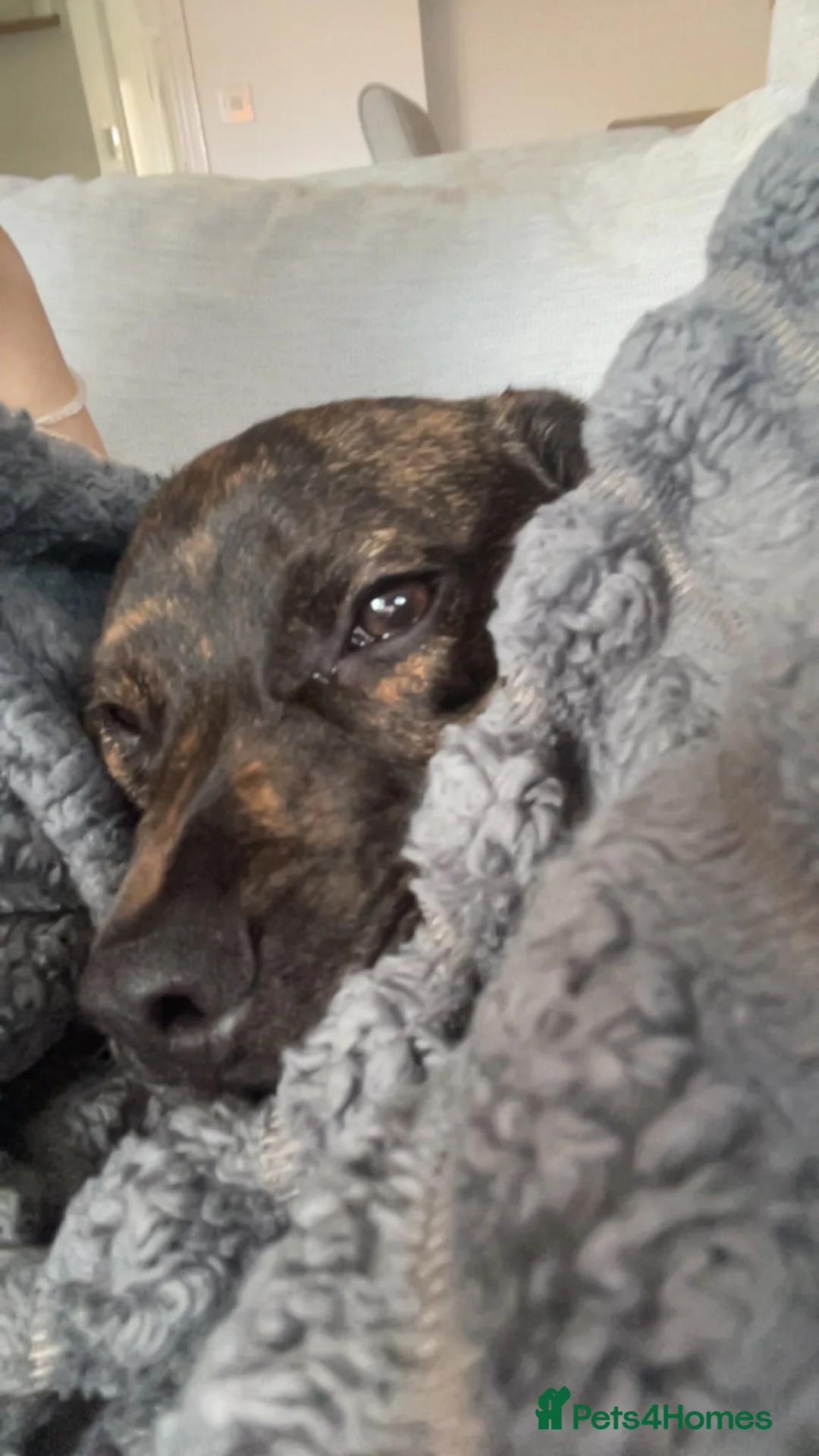 Mixed Breed dogs for sale: 6 month old frenchie/cockapoo  in Salisbury - Advert 3