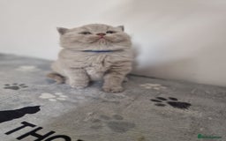 British Shorthair cats for sale: British shorthair GCCF pedigree ready christmas - Image 7